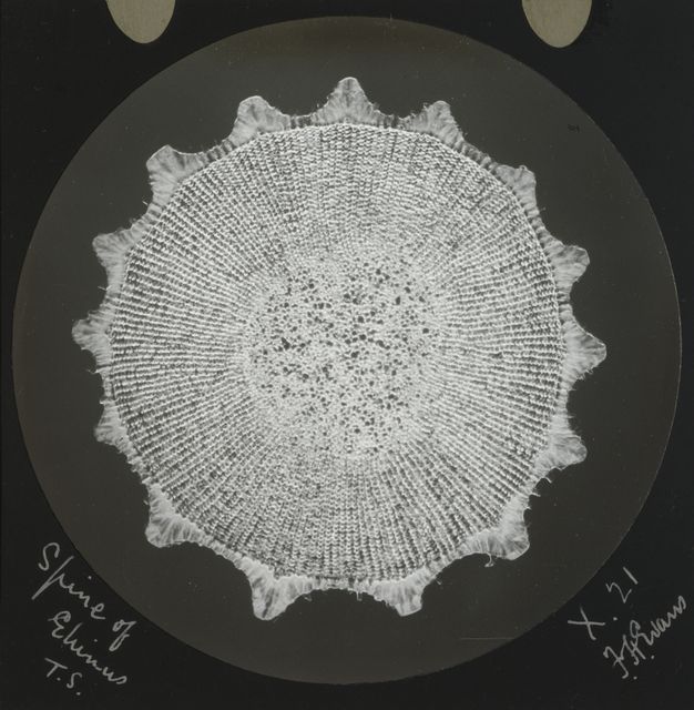 Black and white photograph. Resembling a doily, this cross section of a sea urchin has lines radiating from what looks like a cluster of bubbles at the centre, and a scalloped edge. Handwritten notes appear in the lower corners.